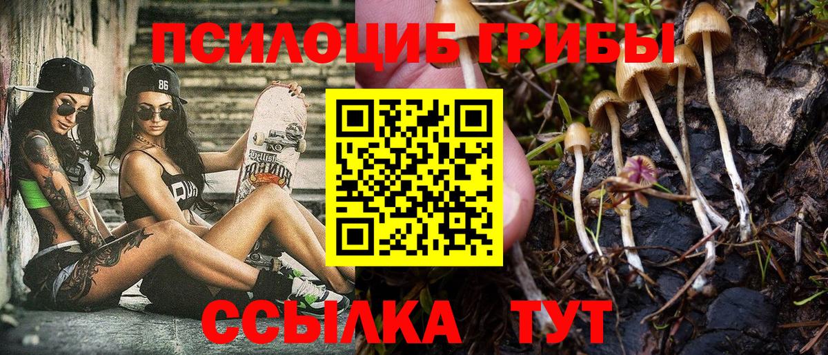 Галлюциногенные грибы Psilocybe Кулебаки